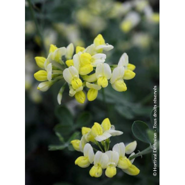 CORONILLA glauca CITRINA (Coronille des jardins)