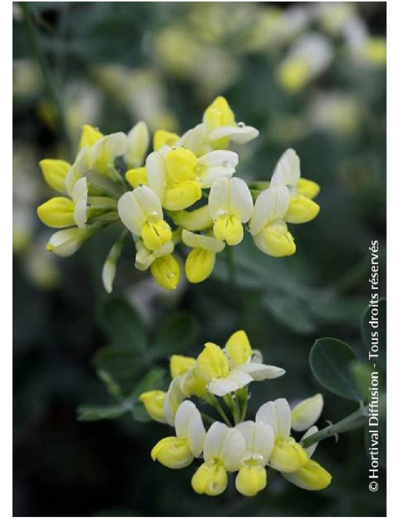 CORONILLA glauca CITRINA (Coronille des jardins)