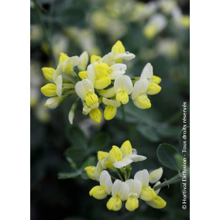 CORONILLA glauca CITRINA (Coronille des jardins)