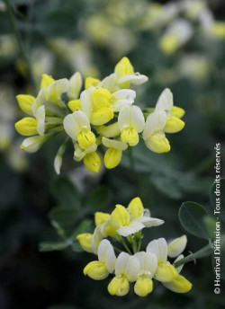 CORONILLA glauca CITRINA