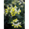 CORONILLA glauca CITRINA (Coronille des jardins)