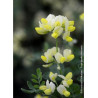 CORONILLA glauca CITRINA (Coronille des jardins)