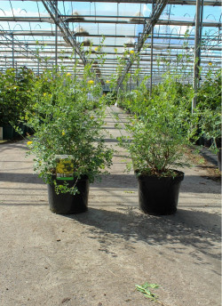 CORONILLA glauca CITRINA En pot de 10-12 litres