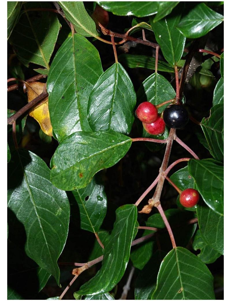 RHAMNUS frangula (Bourdaine)