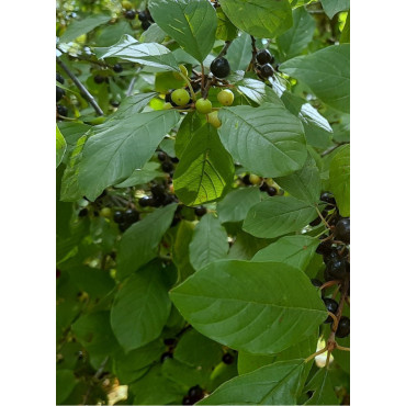 RHAMNUS frangula (Bourdaine)