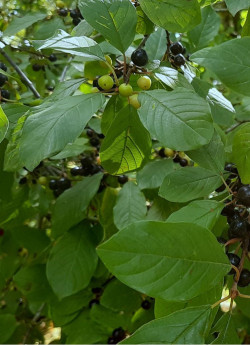RHAMNUS frangula