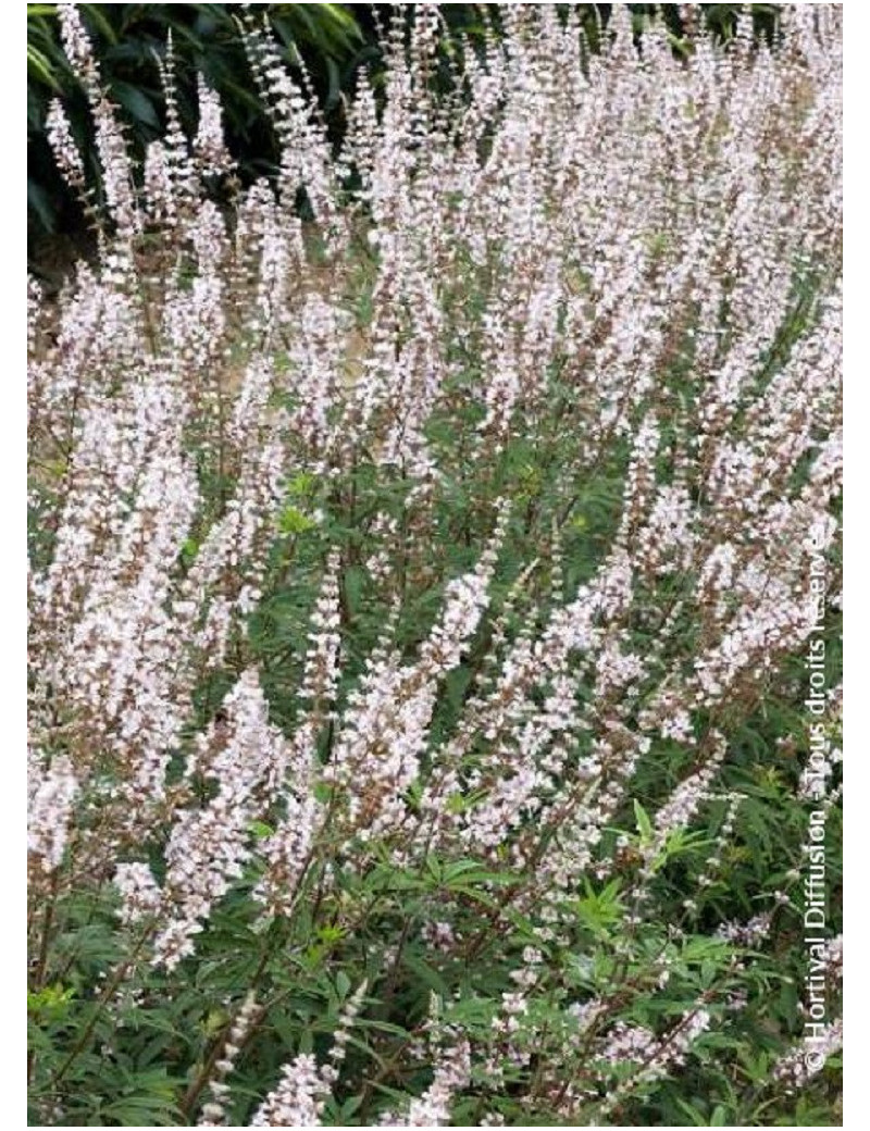 VITEX agnus-castus ALBUS (Gattilier, arbre au poivre)