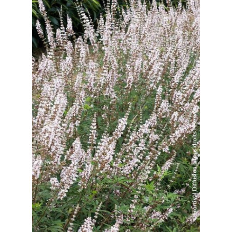 VITEX agnus-castus ALBUS (Gattilier, arbre au poivre)