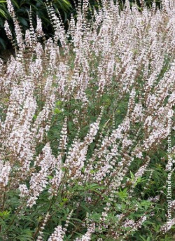 VITEX agnus-castus ALBUS