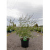 VITEX agnus-castus ALBUS (Gattilier, arbre au poivre) En pot de 10-12 litres forme buisson hauteur 060-080 cm