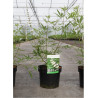 VITEX agnus-castus ALBUS (Gattilier, arbre au poivre) En pot de 3-4 litres forme buisson hauteur 040-060 cm