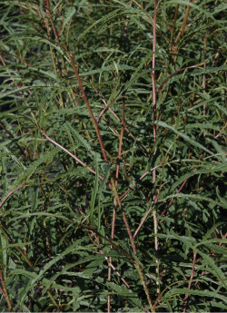 bourdaine-laciniee-frangula-alnus-aspleniifolia.jpg