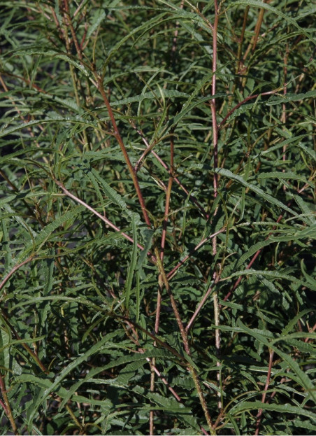bourdaine-laciniee-frangula-alnus-aspleniifolia.jpg