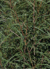 bourdaine-laciniee-frangula-alnus-aspleniifolia.jpg