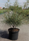 bourdaine-laciniee-frangula-alnus-aspleniifolia-3.jpg