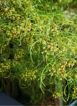 bourdaine-laciniee-frangula-alnus-aspleniifolia-1.jpg