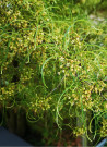 bourdaine-laciniee-frangula-alnus-aspleniifolia-1.jpg