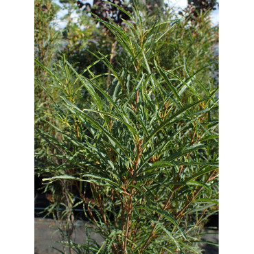 FRANGULA alnus FINE LINE® (Bourdaine)