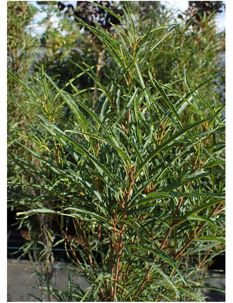 FRANGULA alnus FINE LINE FRANGULA alnus FINE LINE