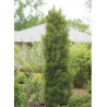 FRANGULA alnus FINE LINE