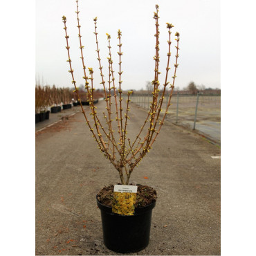 FORSYTHIA intermedia GOLDRAUSCH (Forsythia Goldrausch ou Mimosa de Paris Goldrausch) En pot de 10-12 litres forme buisson