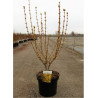 FORSYTHIA intermedia GOLDRAUSCH (Forsythia Goldrausch ou Mimosa de Paris Goldrausch) En pot de 10-12 litres forme buisson