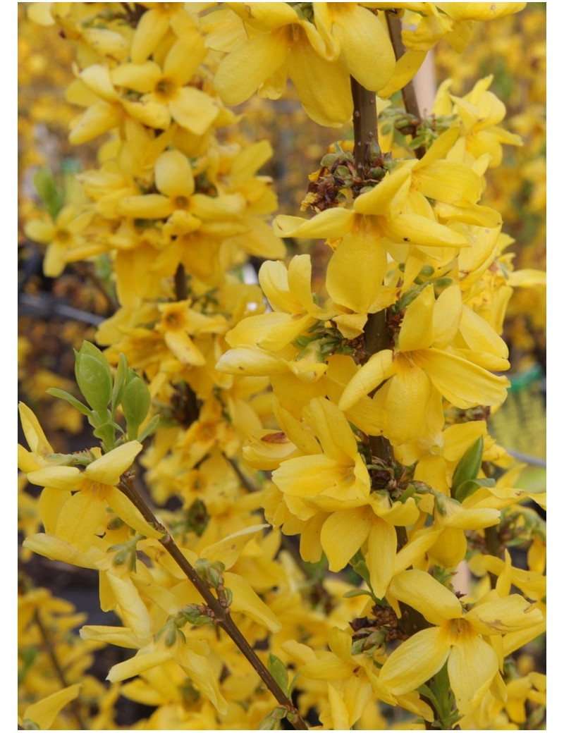 FORSYTHIA intermedia GOLDRAUSCH (Forsythia Goldrausch ou Mimosa de Paris Goldrausch)