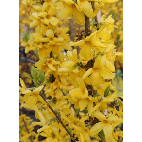 FORSYTHIA intermedia GOLDRAUSCH (Forsythia Goldrausch ou Mimosa de Paris Goldrausch)