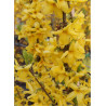 FORSYTHIA intermedia GOLDRAUSCH (Forsythia Goldrausch ou Mimosa de Paris Goldrausch)