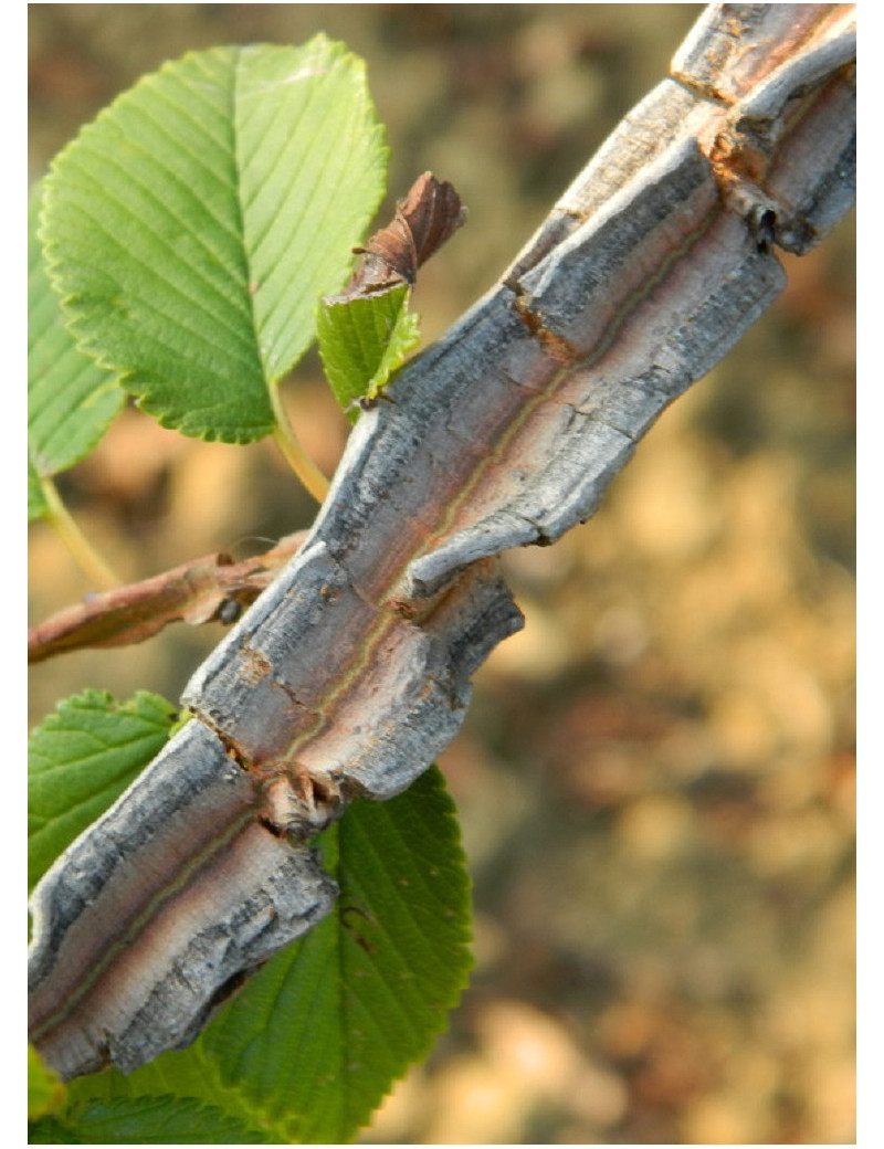 ULMUS minor SUBEROSA (Orme champêtre)