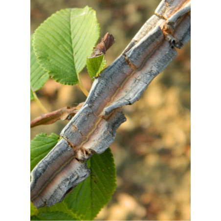 ULMUS minor SUBEROSA (Orme champêtre)