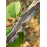 ULMUS minor SUBEROSA (Orme champêtre)