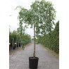 ULMUS pendula MAURO (Orme pleureur Mauro) En pot de 15-20 litres forme tige hauteur du tronc 110-130 cm