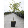 DECAISNEA fargesii (Arbre aux haricots bleus) En pot de 15-20 litres forme buisson hauteur 100-125 cm