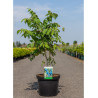 DECAISNEA fargesii (Arbre aux haricots bleus) En pot de 10-12 litres forme buisson hauteur 060-080 cm