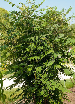 DECAISNEA fargesii