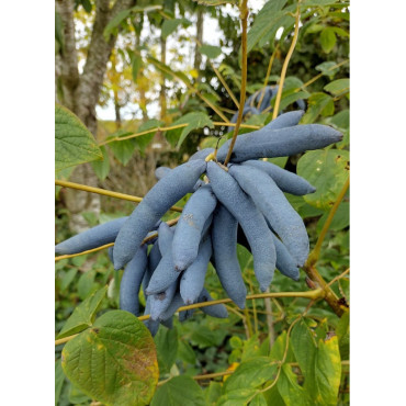 DECAISNEA fargesii (Arbre aux haricots bleus)