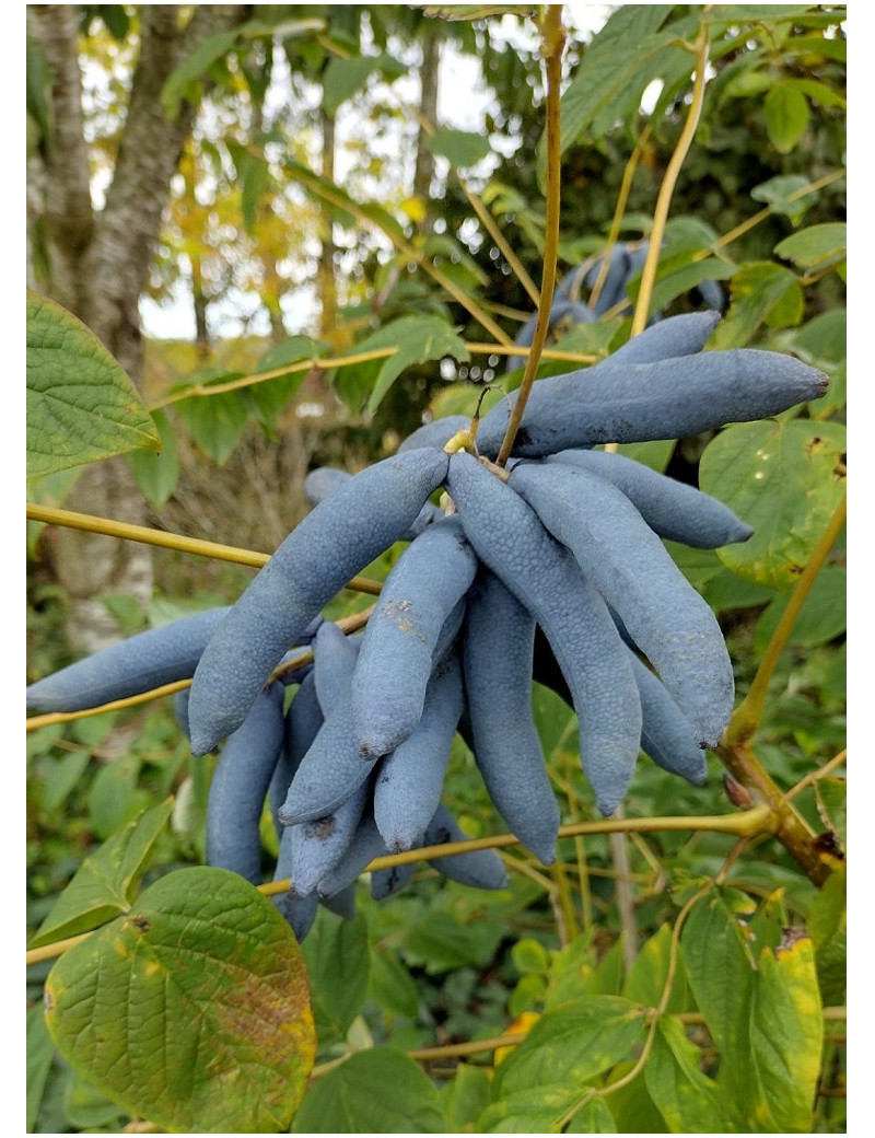 DECAISNEA fargesii (Arbre aux haricots bleus)