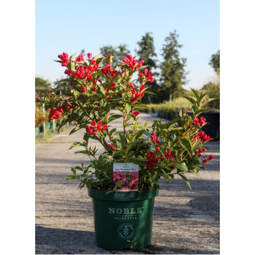 WEIGELA ALL SUMMER RED® (Weigelia) En pot de 10-12 litres forme buisson extra