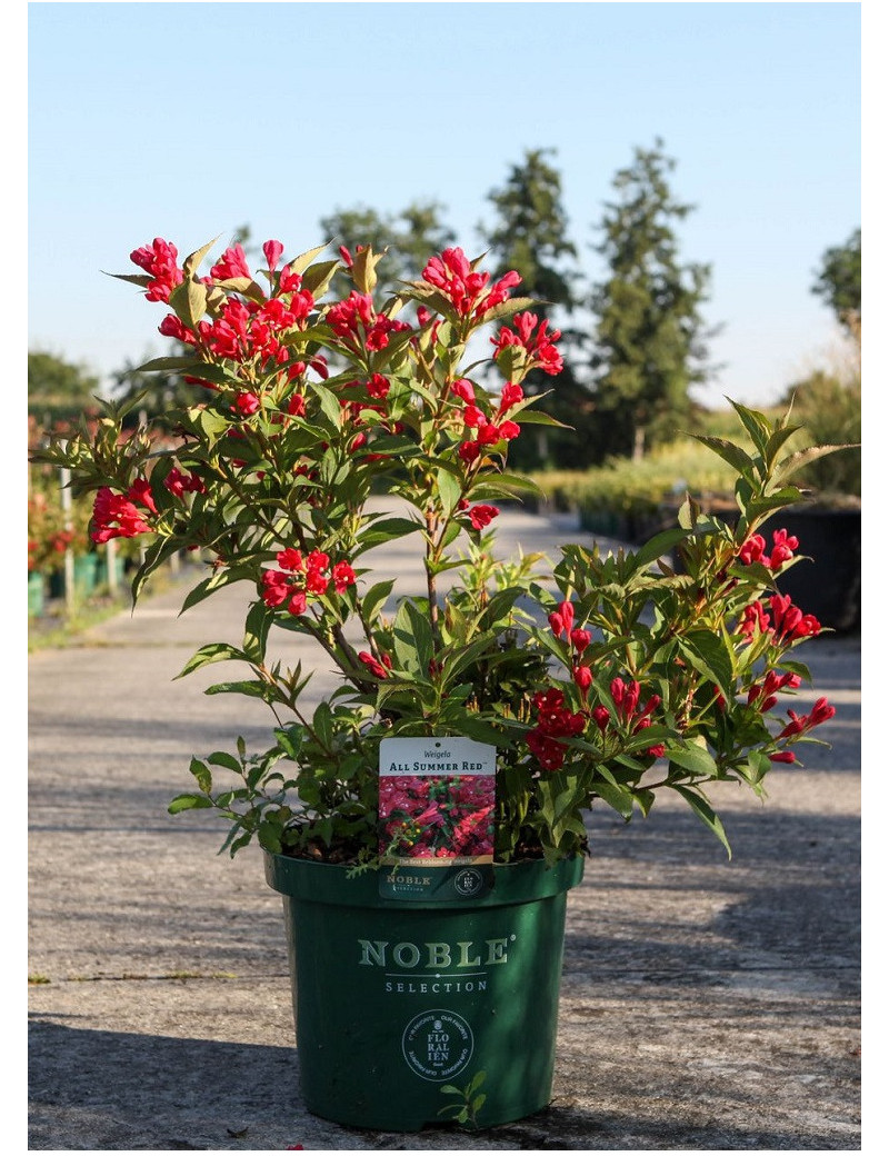 WEIGELA ALL SUMMER RED® (Weigelia)