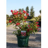 WEIGELA ALL SUMMER RED® (Weigelia) En pot de 10-12 litres forme buisson extra