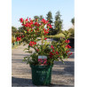 WEIGELA ALL SUMMER RED® (Weigelia) En pot de 10-12 litres forme buisson extra