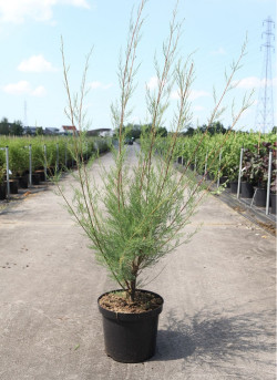 TAMARIX HULSDONK WHITE En pot de 10-12 litres buisson hauteur 080-100 cm