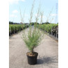 TAMARIX HULSDONK WHITE (Tamaris) En pot de 10-12 litres forme buisson hauteur 080-100 cm