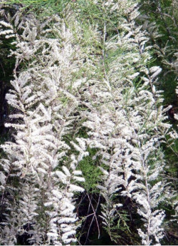 TAMARIX HULSDONK WHITE