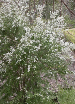 TAMARIX HULSDONK WHITE