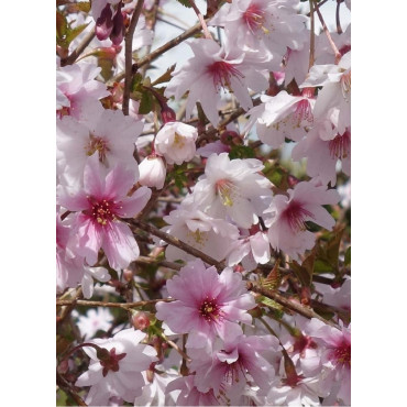 PRUNUS incisa MIKINORI (Cerisier à fleurs du Japon Mikinori)