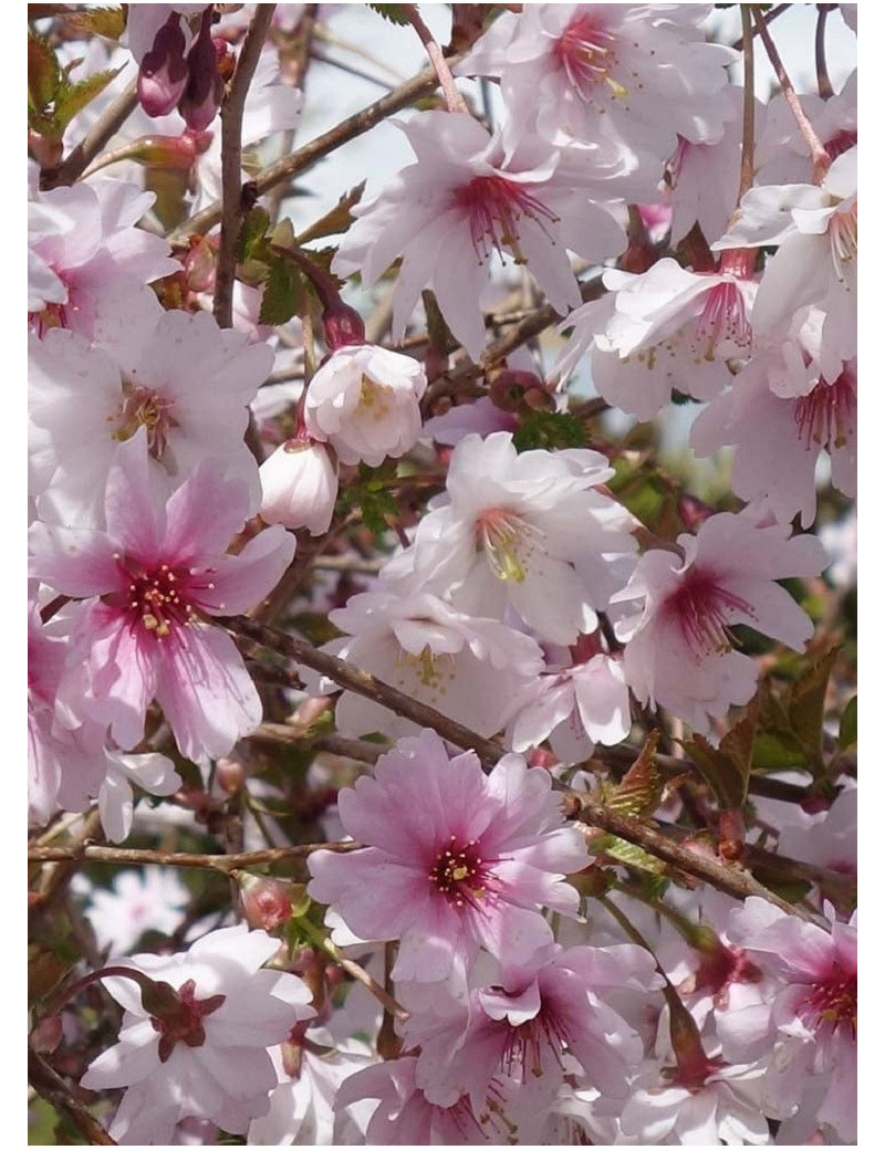 PRUNUS incisa MIKINORI (Cerisier à fleurs du Japon Mikinori)