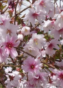 PRUNUS incisa MIKINORI
