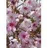 PRUNUS incisa MIKINORI (Cerisier à fleurs du Japon Mikinori)